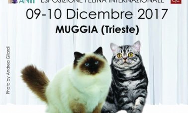 A Trieste l'esposizione felina porta i gatti più belli del mondo